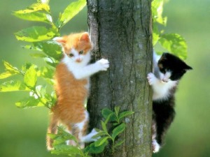 chats dans l'arbre